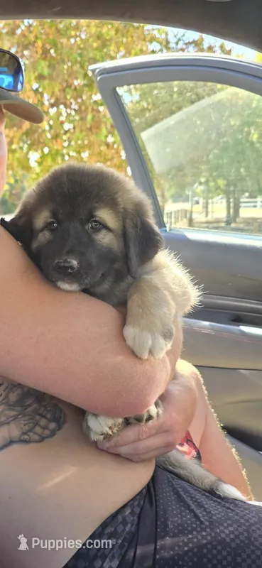 Layla – Great Pyrenees, Central Asian Shepherd puppy for sale in Rio Linda, CA