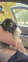 Layla, a female Great Pyrenees and Central Asian Shepherd for sale in Rio Linda, CA – 1 of 10
