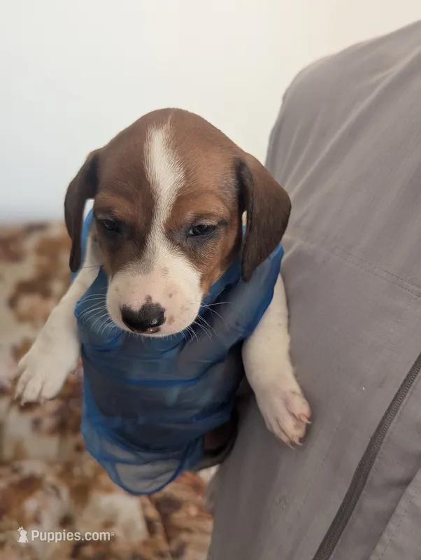 Rumi – Miniature Dachshund puppy for sale in Rio Linda, CA