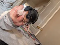 Marley , a female Miniature Dachshund for sale in Rio Linda, CA – 5 of 8