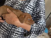 Clara, a female Miniature Dachshund for sale in Rio Linda, CA – 7 of 7