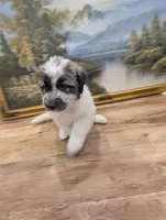 Avalanche , a male Great Pyrenees and Central Asian Shepherd for sale in Rio Linda, CA – 3 of 8