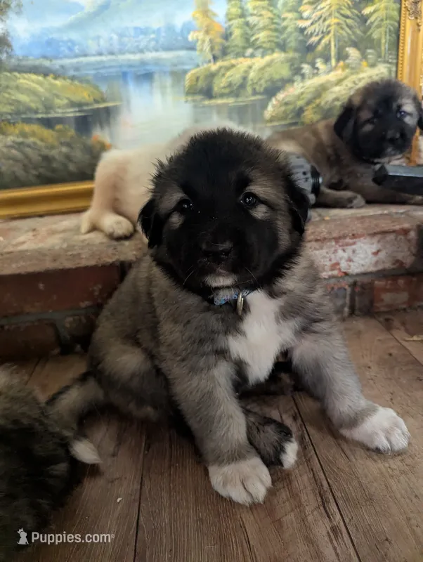 General  – Great Pyrenees, Central Asian Shepherd puppy for sale in Rio Linda, CA