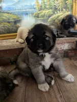 General , a male Great Pyrenees and Central Asian Shepherd for sale in Rio Linda, CA – 1 of 9