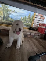 Snoopy, a male Great Pyrenees and Central Asian Shepherd for sale in Rio Linda, CA – 4 of 10