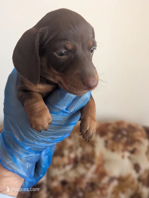 General  – Miniature Dachshund puppy for sale in Rio Linda, CA