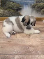 Maddy , a female Great Pyrenees and Central Asian Shepherd for sale in Rio Linda, CA – 6 of 10
