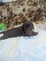 General , a male Miniature Dachshund for sale in Rio Linda, CA – 4 of 5