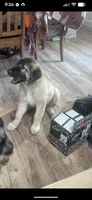 Layla, a female Great Pyrenees and Central Asian Shepherd for sale in Rio Linda, CA – 10 of 10