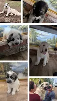 Avalanche , a male Great Pyrenees and Central Asian Shepherd for sale in Rio Linda, CA – 10 of 10