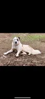 General , a male Great Pyrenees and Central Asian Shepherd for sale in Rio Linda, CA – 9 of 9