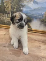 Maddy , a female Great Pyrenees and Central Asian Shepherd for sale in Rio Linda, CA – 5 of 10