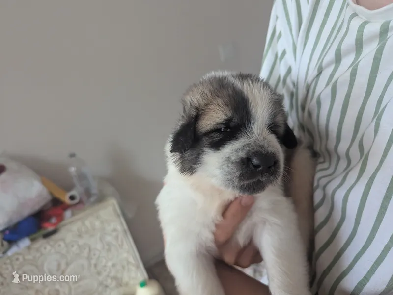 Zoro – Great Pyrenees, Central Asian Shepherd puppy for sale in Rio Linda, CA