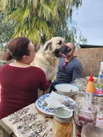General , a male Great Pyrenees and Central Asian Shepherd for sale in Rio Linda, CA – 8 of 9