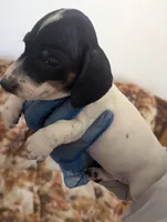 Archie, a male Miniature Dachshund for sale in Rio Linda, CA – 3 of 10