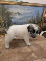 Avalanche , a male Great Pyrenees and Central Asian Shepherd for sale in Rio Linda, CA – 2 of 8