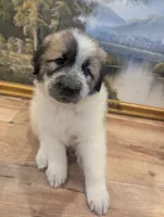 Maddy , a female Great Pyrenees and Central Asian Shepherd for sale in Rio Linda, CA – 4 of 10