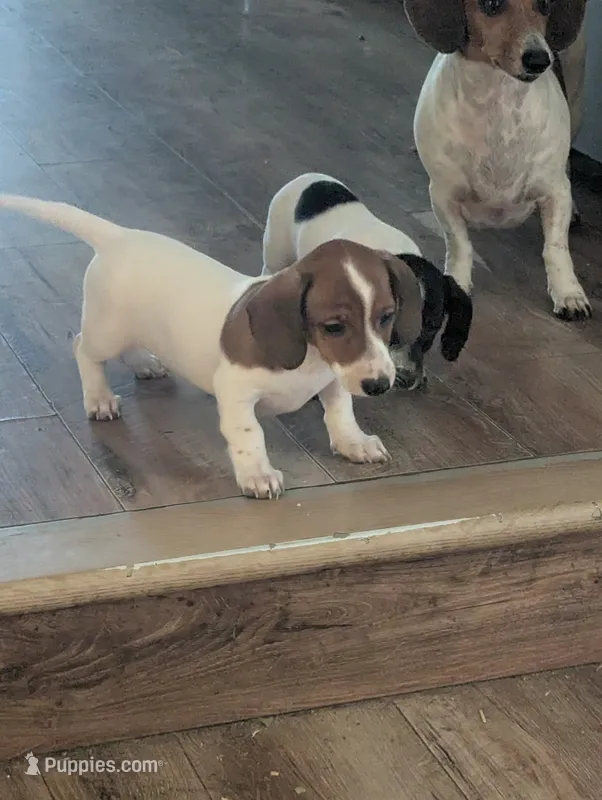 Rumi – Miniature Dachshund puppy for sale in Rio Linda, CA