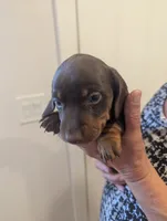 General , a male Miniature Dachshund for sale in Rio Linda, CA – 3 of 5