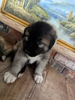 General , a male Great Pyrenees and Central Asian Shepherd for sale in Rio Linda, CA – 3 of 9