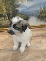 Avalanche , a male Great Pyrenees and Central Asian Shepherd for sale in Rio Linda, CA – 5 of 8