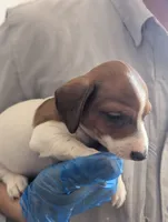 Rumi, a male Miniature Dachshund for sale in Rio Linda, CA – 2 of 3