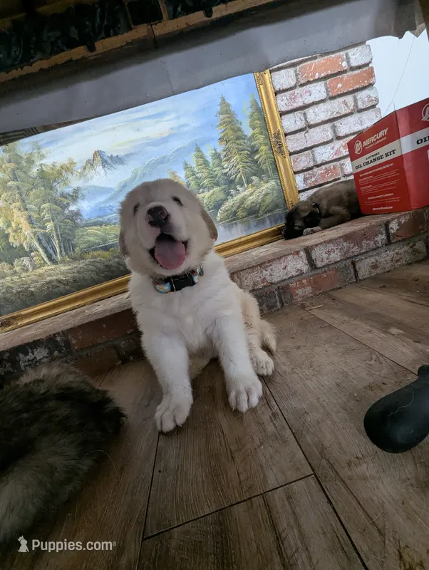Snoopy – Great Pyrenees, Central Asian Shepherd puppy for sale in Rio Linda, CA