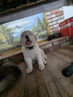 Snoopy, a male Great Pyrenees and Central Asian Shepherd for sale in Rio Linda, CA – 1 of 10