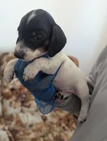 Archie, a male Miniature Dachshund for sale in Rio Linda, CA – 9 of 10