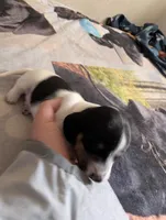 Stella , a female Miniature Dachshund for sale in Rio Linda, CA – 2 of 8