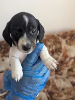 Archie, a male Miniature Dachshund for sale in Rio Linda, CA – 10 of 10