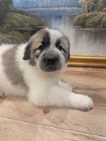 Maddy , a female Great Pyrenees and Central Asian Shepherd for sale in Rio Linda, CA – 8 of 10