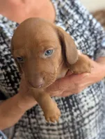 Clara, a female Miniature Dachshund for sale in Rio Linda, CA – 4 of 7