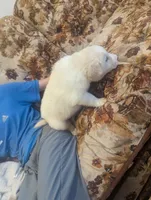 Snoopy, a male Great Pyrenees and Central Asian Shepherd for sale in Rio Linda, CA – 2 of 10