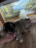 General , a male Great Pyrenees and Central Asian Shepherd for sale in Rio Linda, CA – 6 of 9