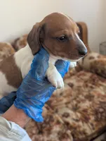Mow, a male Miniature Dachshund for sale in Rio Linda, CA – 5 of 5