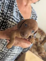 Clara, a female Miniature Dachshund for sale in Rio Linda, CA – 3 of 7