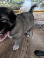 General , a male Great Pyrenees and Central Asian Shepherd for sale in Rio Linda, CA – 2 of 9