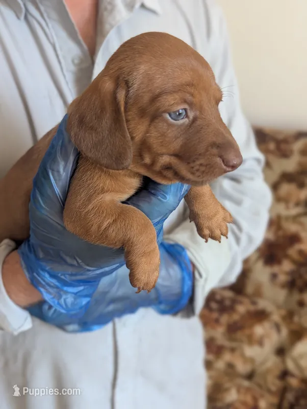 Clara – Miniature Dachshund puppy on hold in Rio Linda, CA