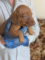 Clara, a female Miniature Dachshund for sale in Rio Linda, CA – 1 of 7