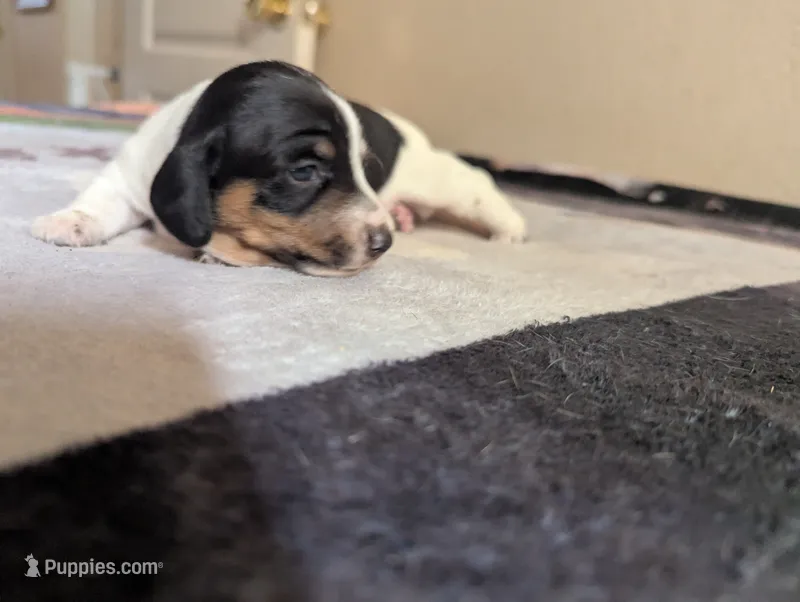 Stella  – Miniature Dachshund puppy for sale in Rio Linda, CA