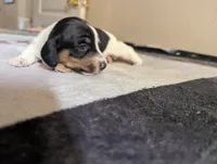 Stella , a female Miniature Dachshund for sale in Rio Linda, CA – 1 of 8
