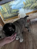 General , a male Great Pyrenees and Central Asian Shepherd for sale in Rio Linda, CA – 7 of 9