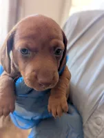 Clara, a female Miniature Dachshund for sale in Rio Linda, CA – 6 of 7