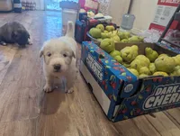 Snoopy, a male Great Pyrenees and Central Asian Shepherd for sale in Rio Linda, CA – 6 of 10