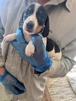 Gracie, a female Miniature Dachshund for sale in Rio Linda, CA – 1 of 5