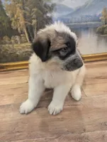 Avalanche , a male Great Pyrenees and Central Asian Shepherd for sale in Rio Linda, CA – 6 of 8