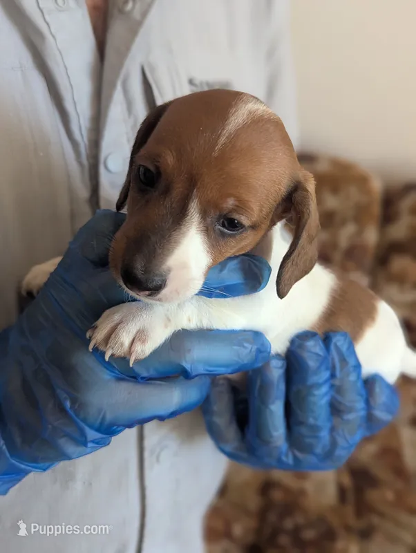 Mow – Miniature Dachshund puppy for sale in Rio Linda, CA