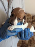 Mow, a male Miniature Dachshund for sale in Rio Linda, CA – 1 of 5