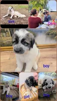 Avalanche , a male Great Pyrenees and Central Asian Shepherd for sale in Rio Linda, CA – 9 of 10